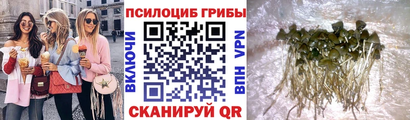 Купить где Кодинск Псилоцибиновые грибы Cubensis